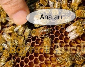 Ana arı Genetik yapısı