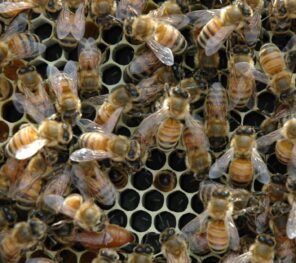 Ana arı üretimi