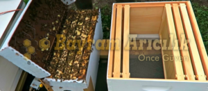 Paket arı siparişi