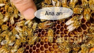 ana arı genetik yapısı