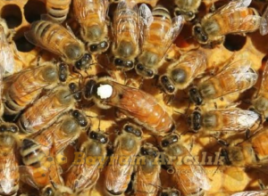 İtalyan kraliçe ana arı özellikleri