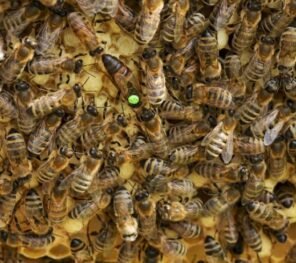 Arı bölmesi nasıl yapılır