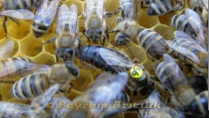 Arıcılık Nedir? Ana Arının Önemi