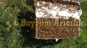 paket arı satışı