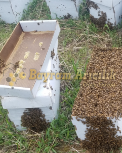 Paket arı siparişi