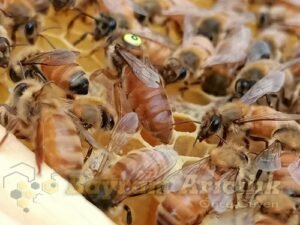 Ana Arı Özellikleri