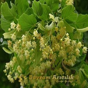 Ihlamur Bitkisi