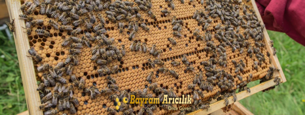 Karpat Damızlık Ana Arı