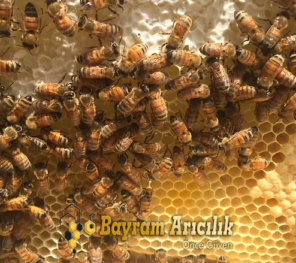 Yeni Başlayanlar İçin Arıcılık